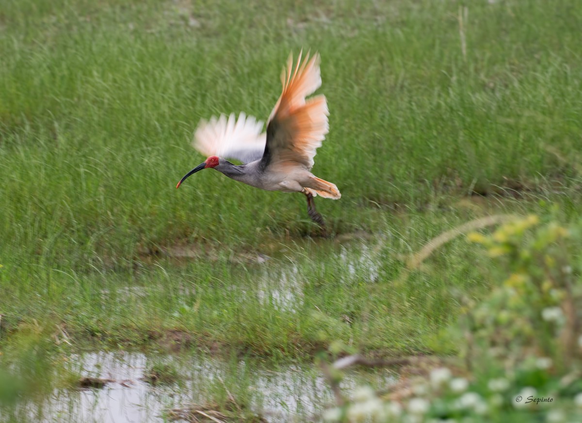 Crested Ibis - ML109479771