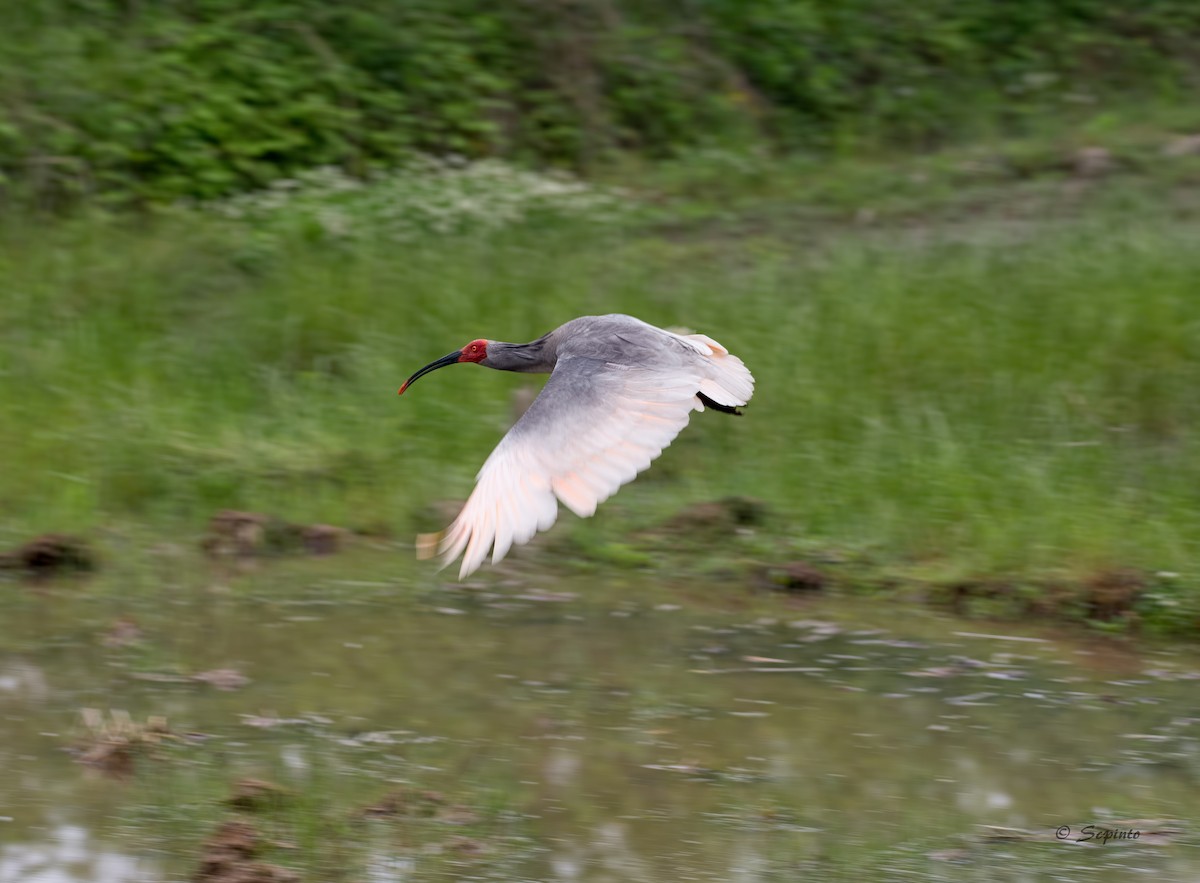 Crested Ibis - ML109479791