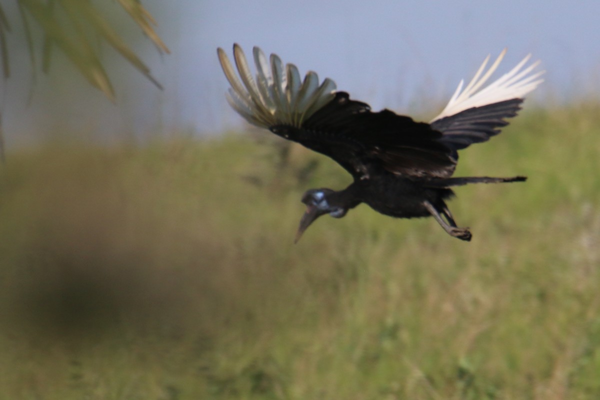 Abyssinian Ground-Hornbill - ML109479851