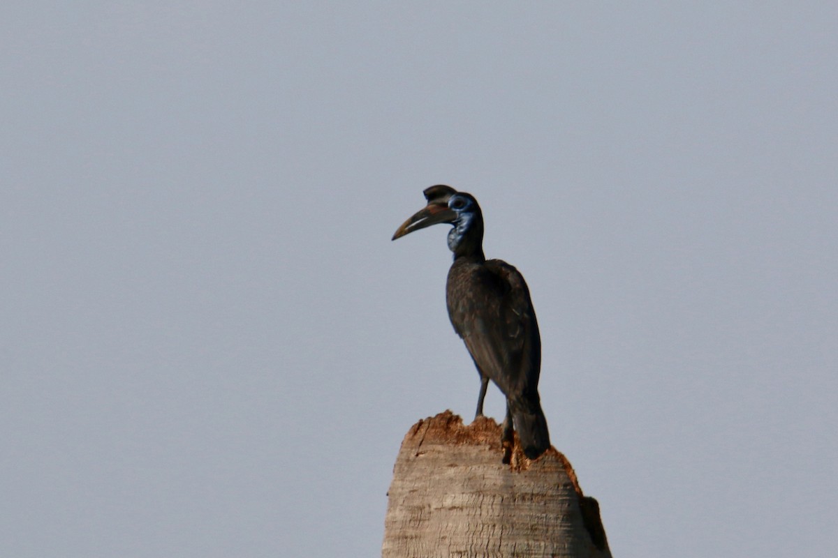 Abyssinian Ground-Hornbill - ML109479861