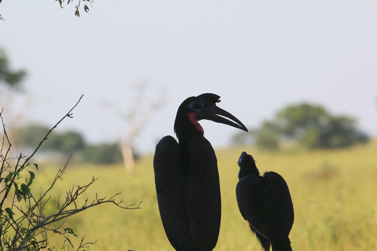 Abyssinian Ground-Hornbill - ML109479931