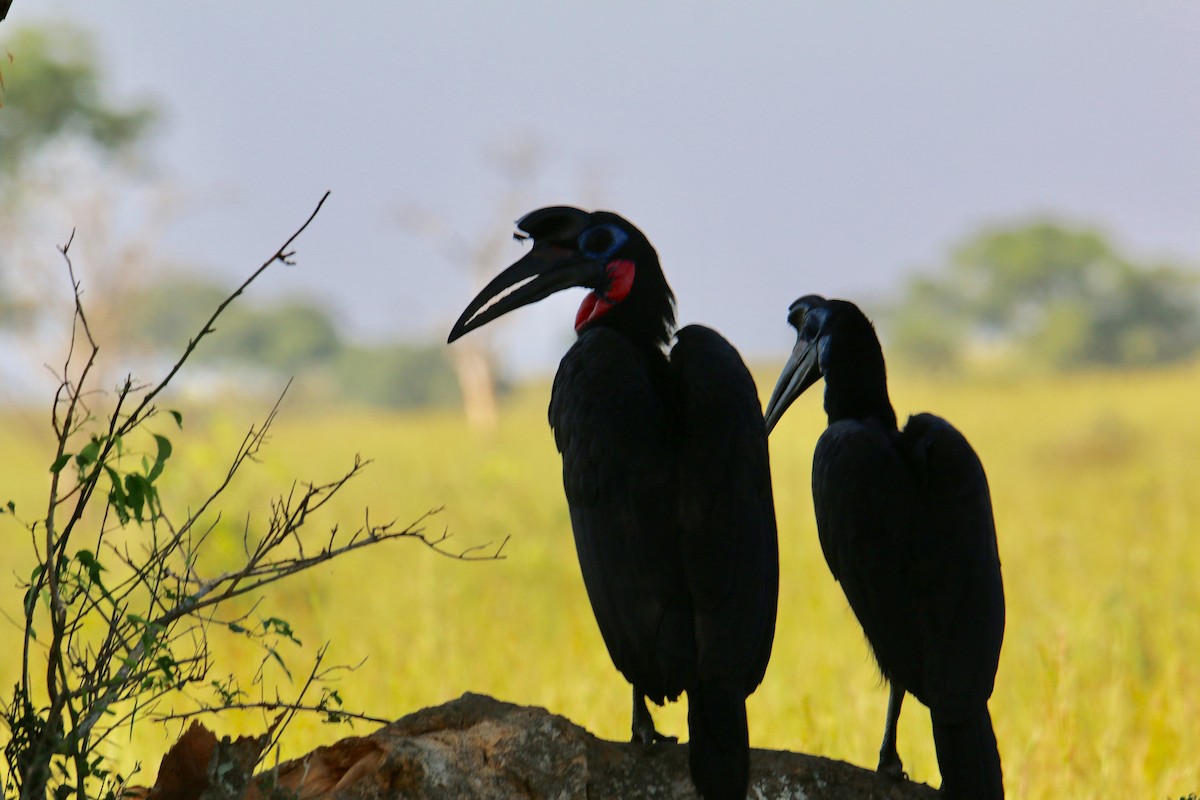 Abyssinian Ground-Hornbill - ML109479951