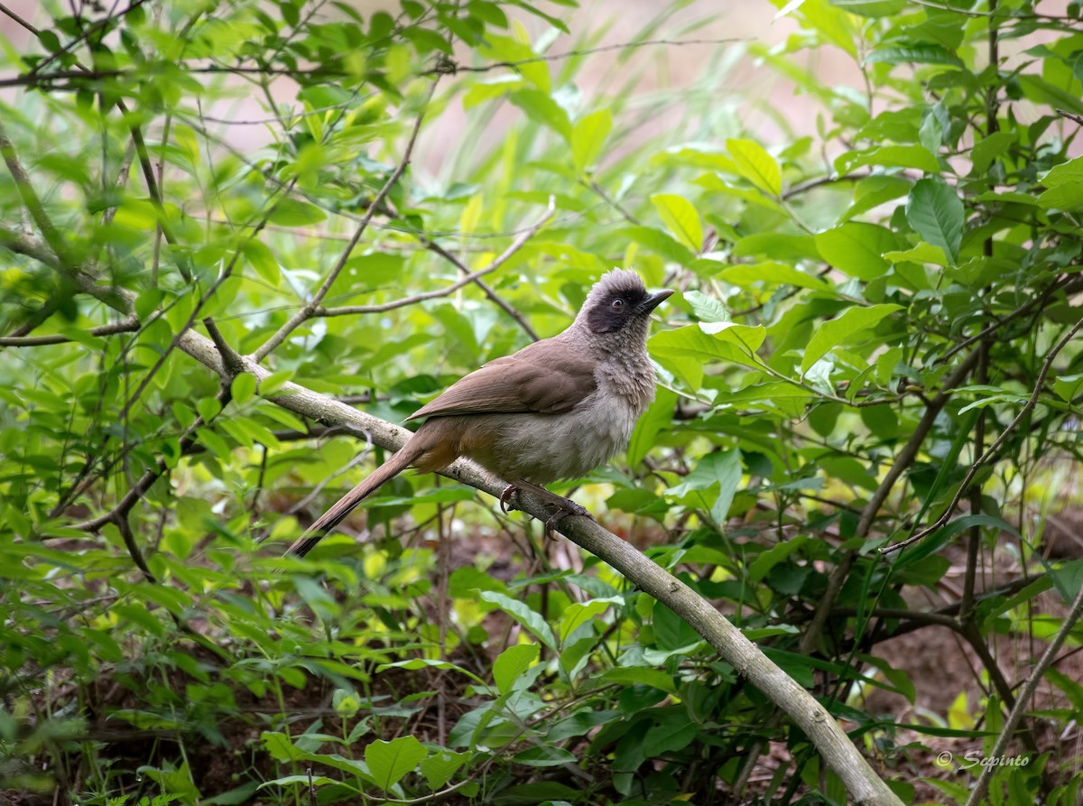 Masked Laughingthrush - ML109479981