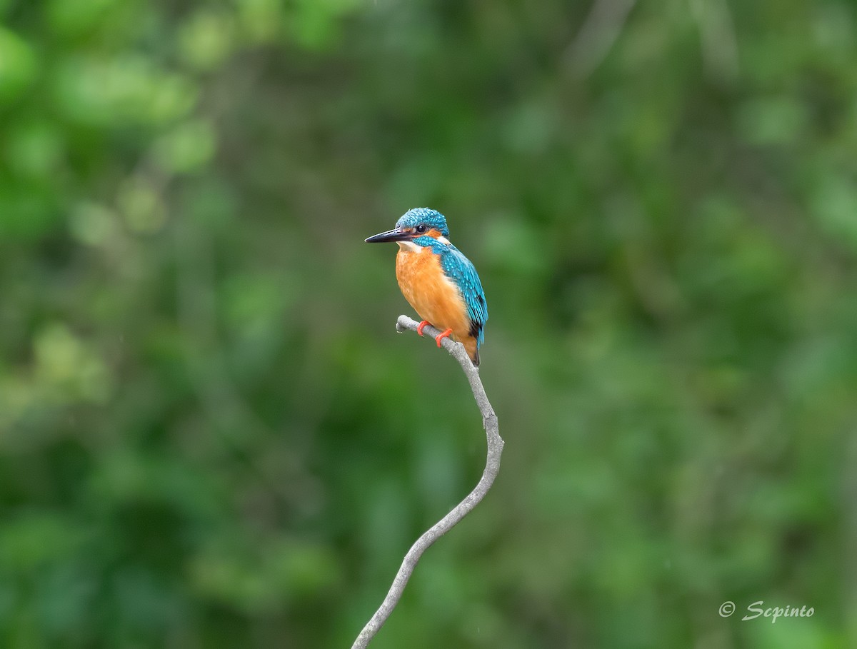 Common Kingfisher - ML109480101