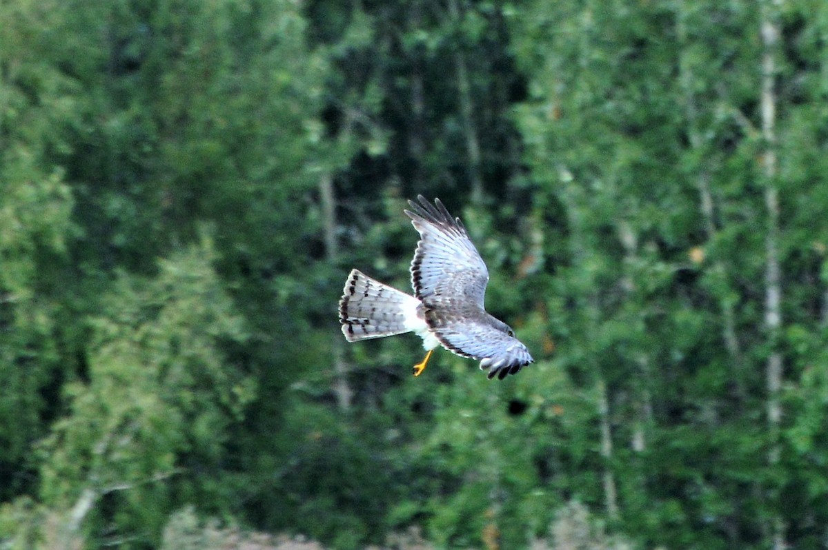 Northern Harrier - ML109480691