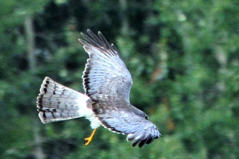 Northern Harrier - ML109481771