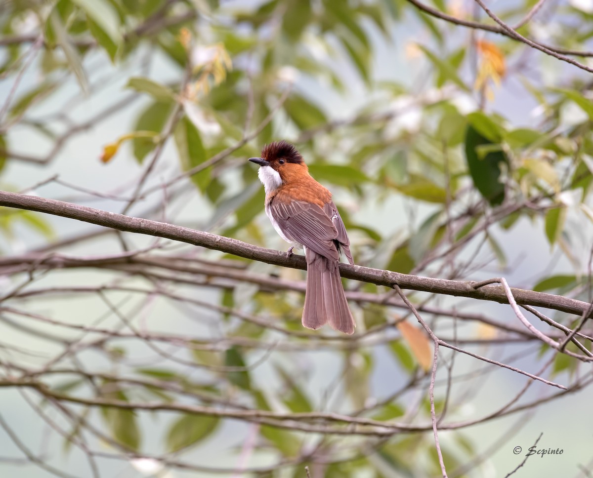 Chestnut Bulbul - Shailesh Pinto