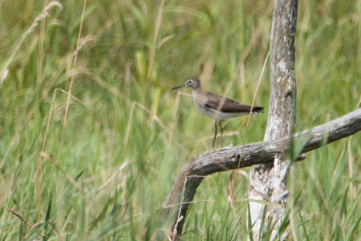 Solitary Sandpiper - ML109482671