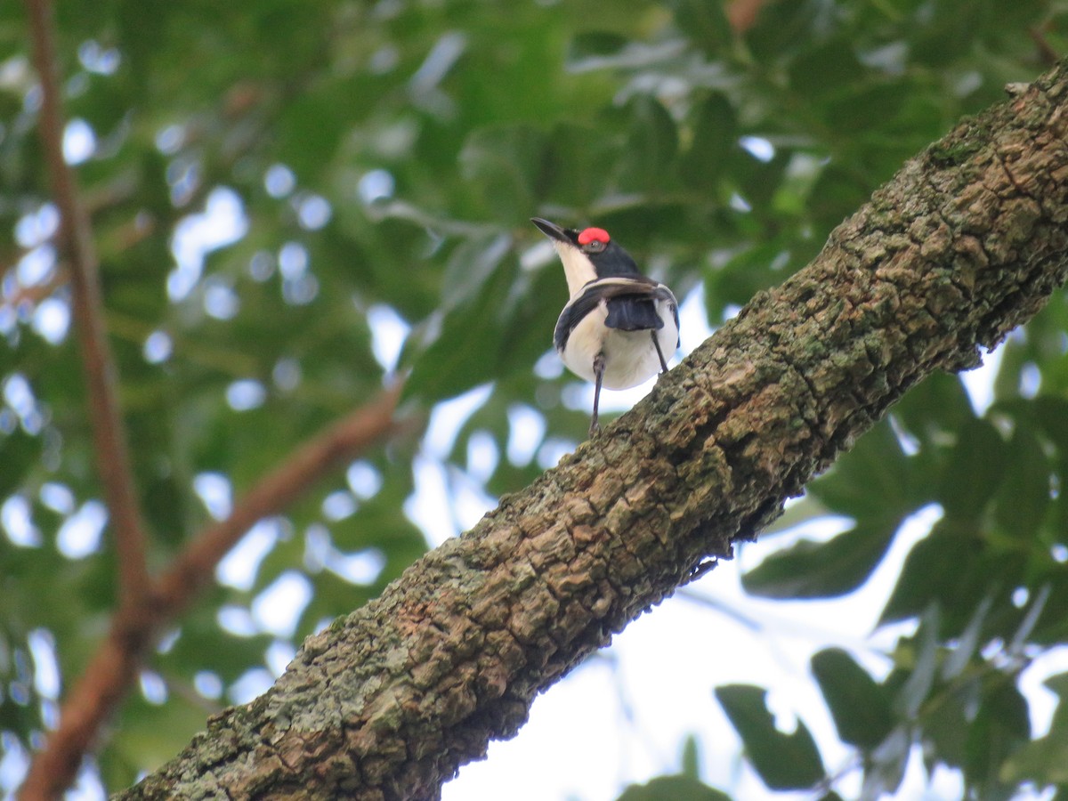 Batis Carunculado Gorjipardo - ML109482791