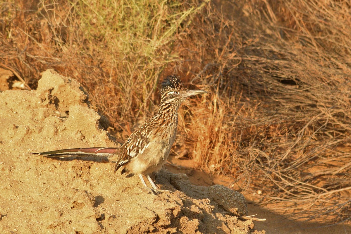 Greater Roadrunner - ML109482881