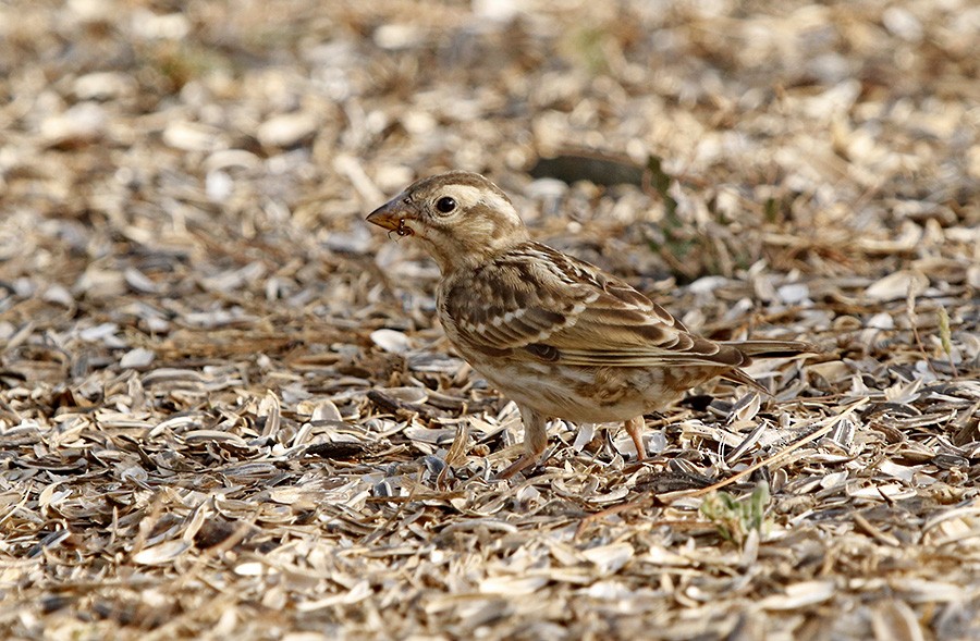 Rock Sparrow - ML109484561