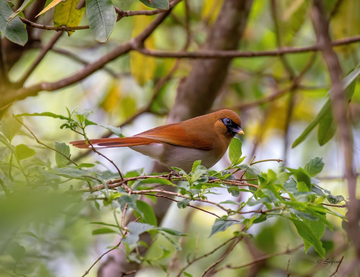 Buffy Laughingthrush - Shailesh Pinto