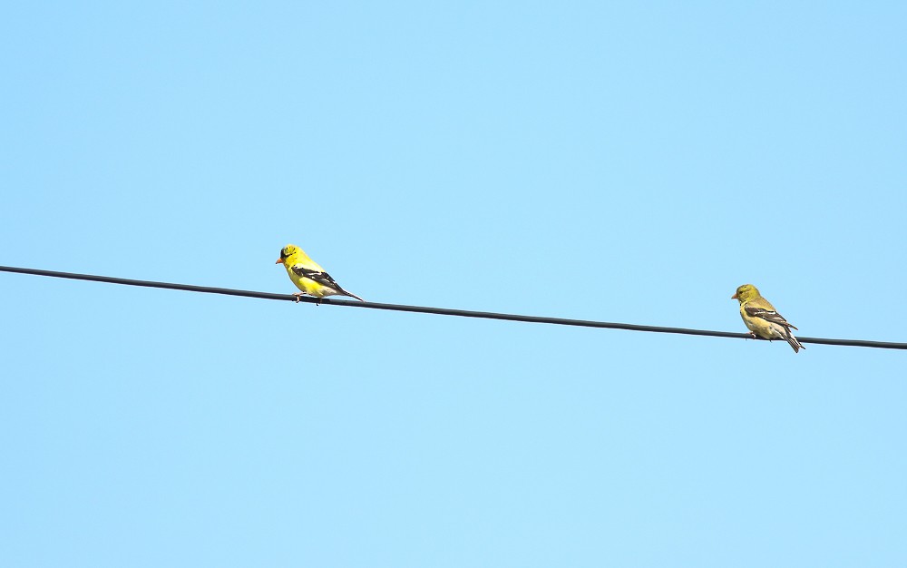 American Goldfinch - Sylvie Robert