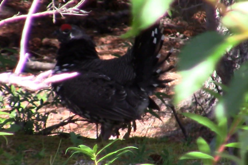 Spruce Grouse - ML109486511
