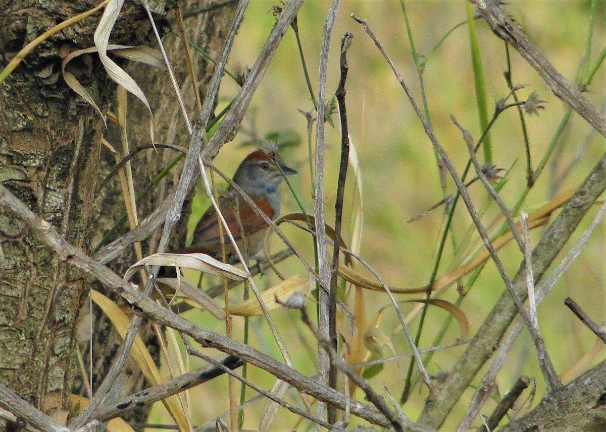 Spix's Spinetail - ML109486831