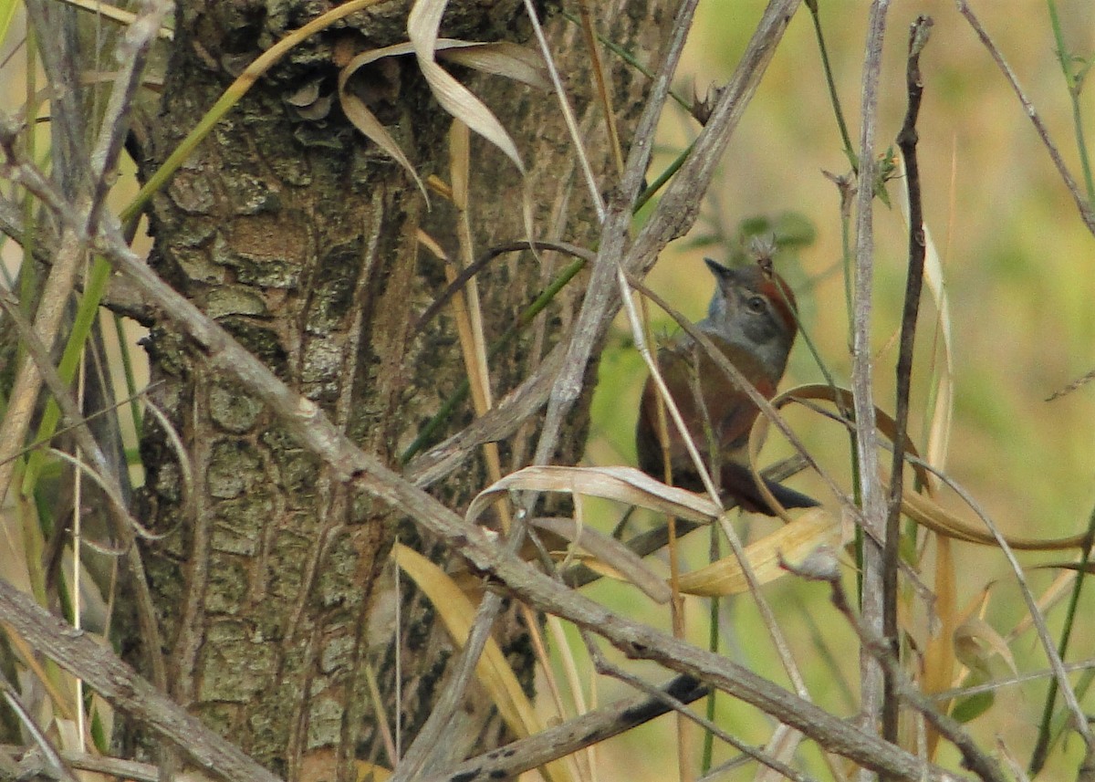 Spix's Spinetail - ML109486861