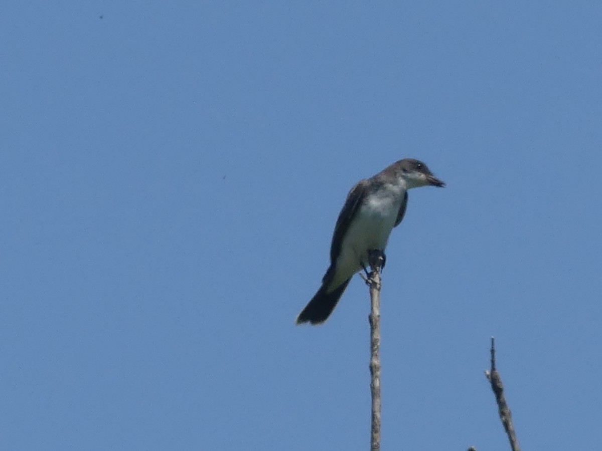 Eastern Kingbird - ML109487091