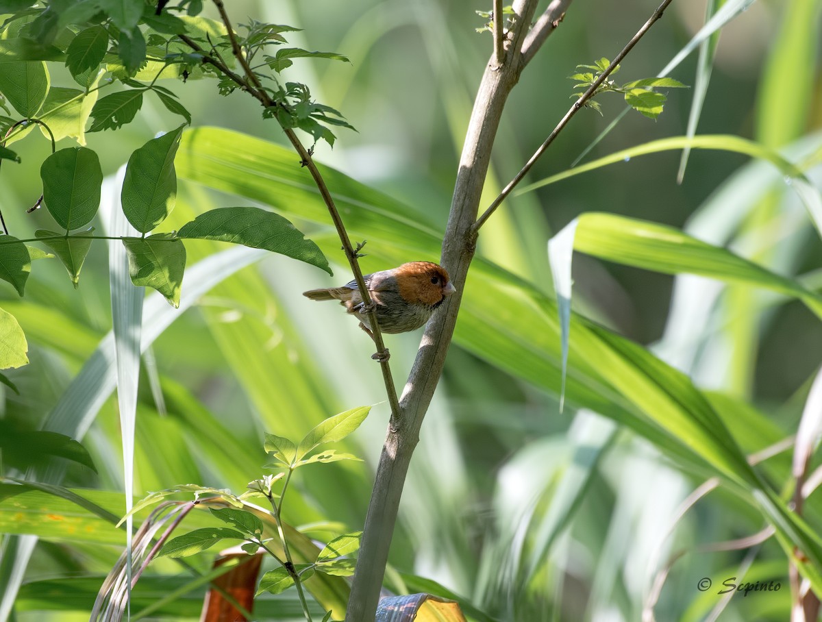 Short-tailed Parrotbill - ML109487111