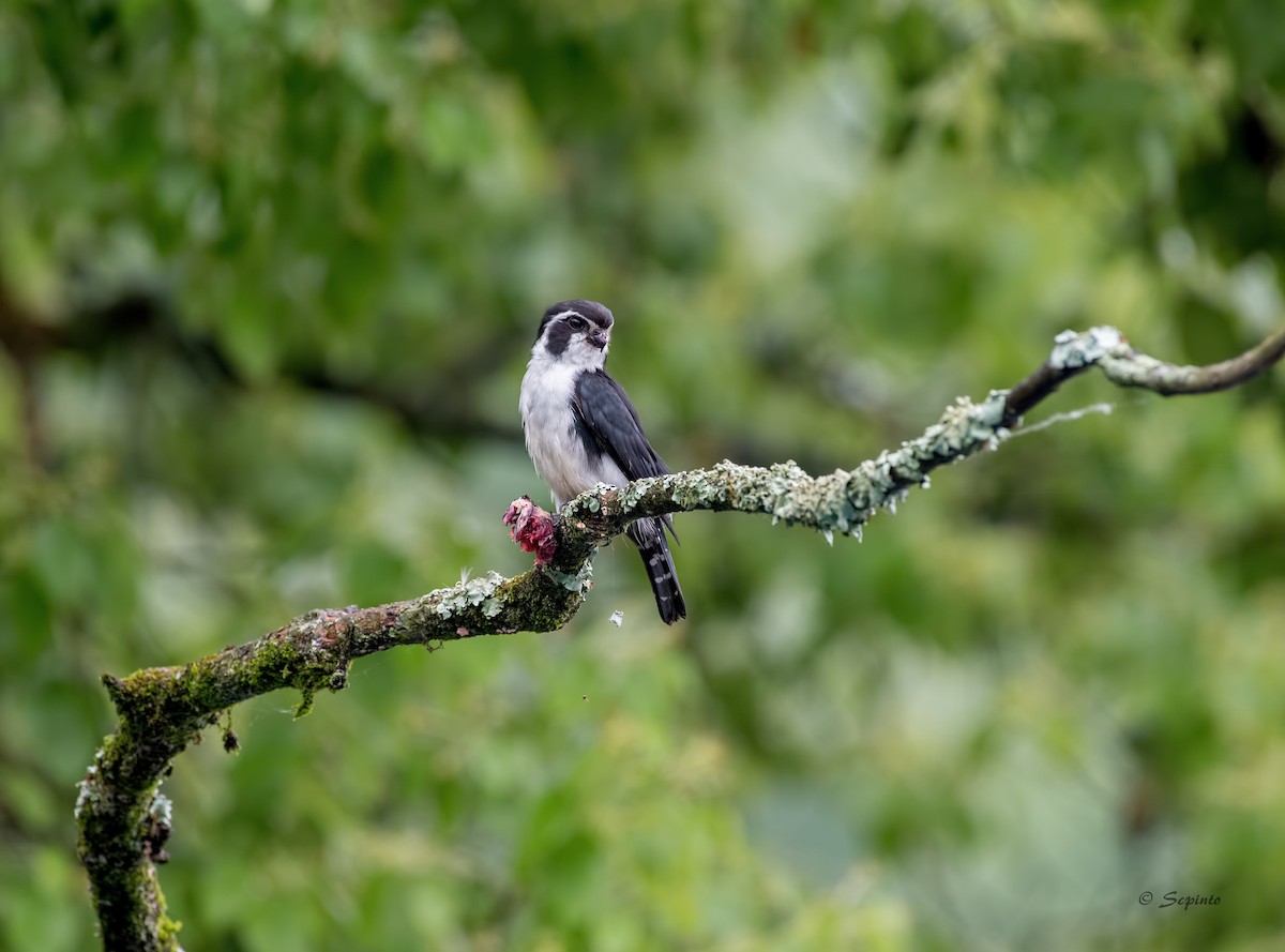 Pied Falconet - Shailesh Pinto