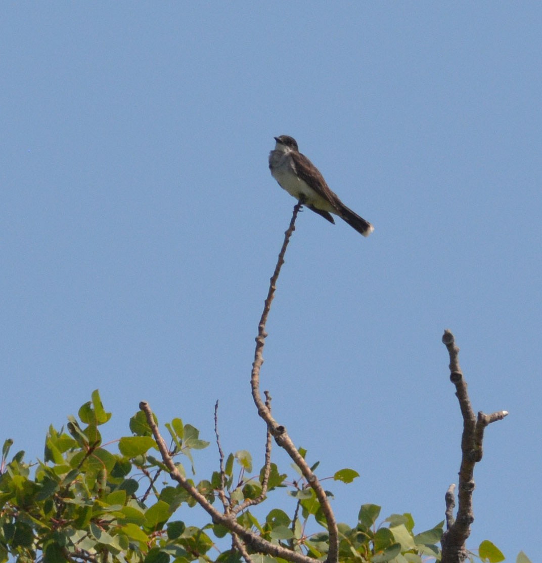 Eastern Kingbird - ML109493181