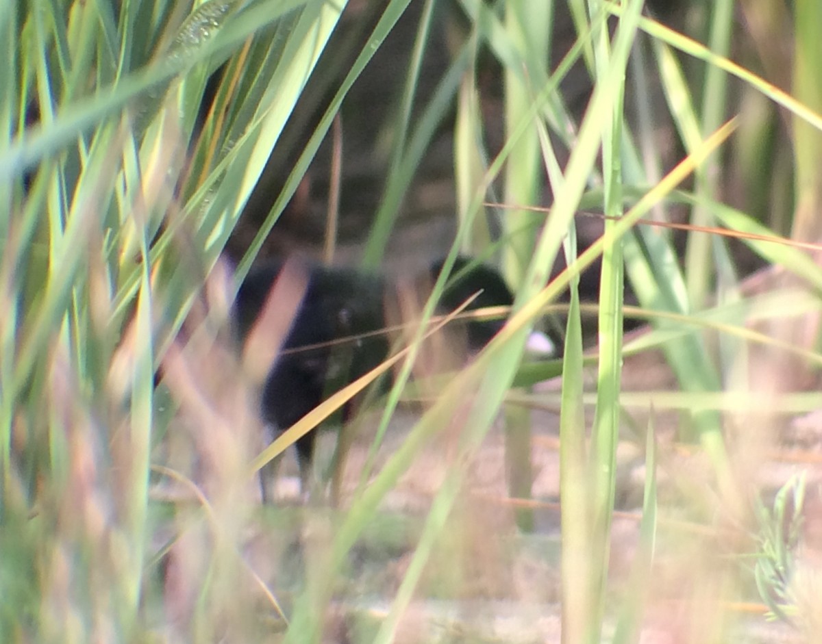 Clapper Rail - ML109493301