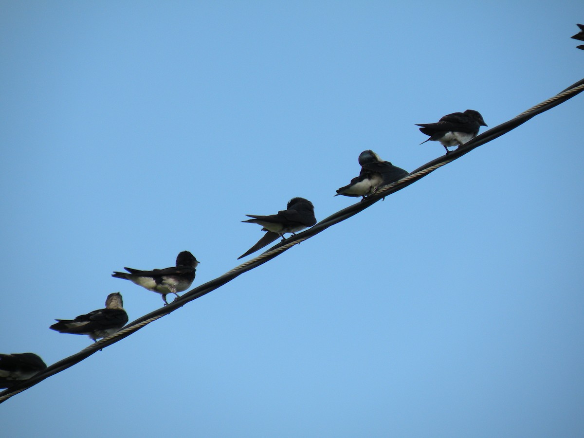 Gray-breasted Martin - ML109494681