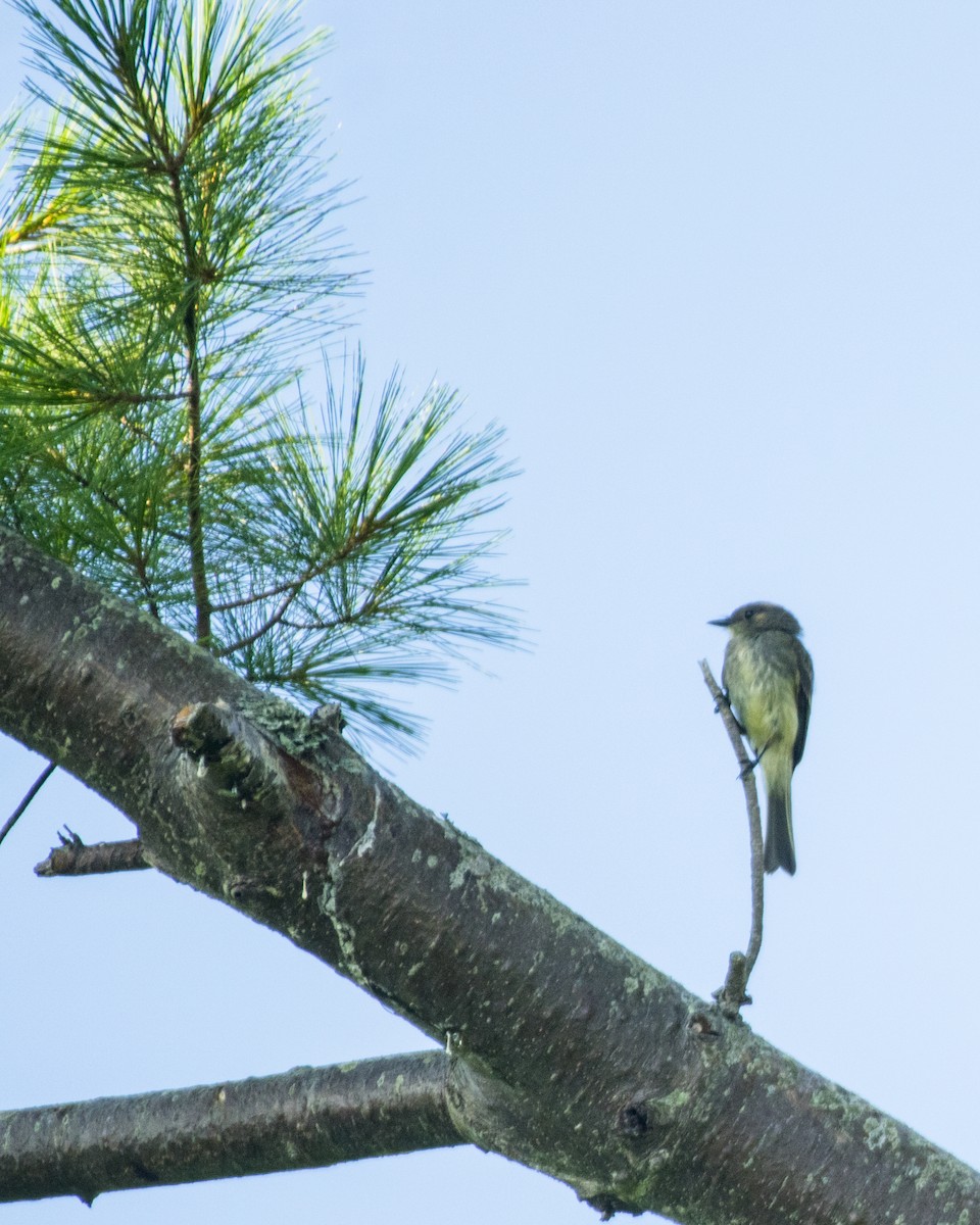 Eastern Phoebe - ML109494811