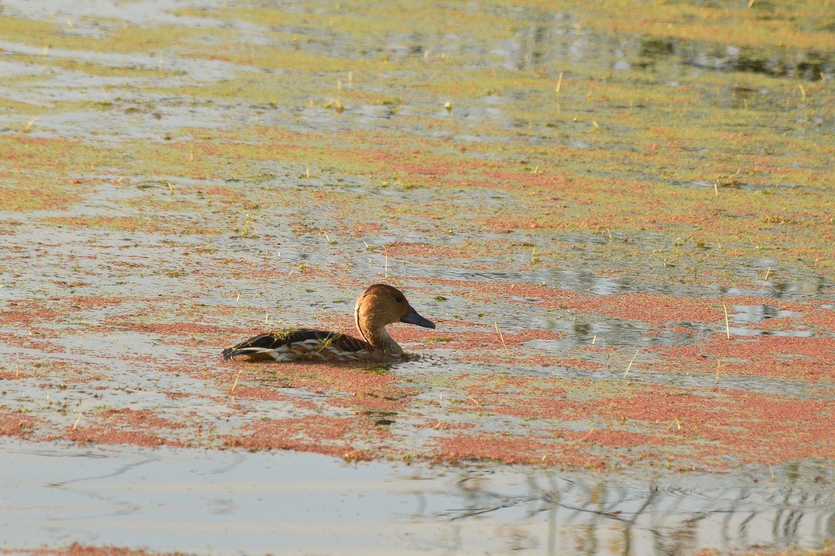 Fulvous Whistling-Duck - Brandon Nooner