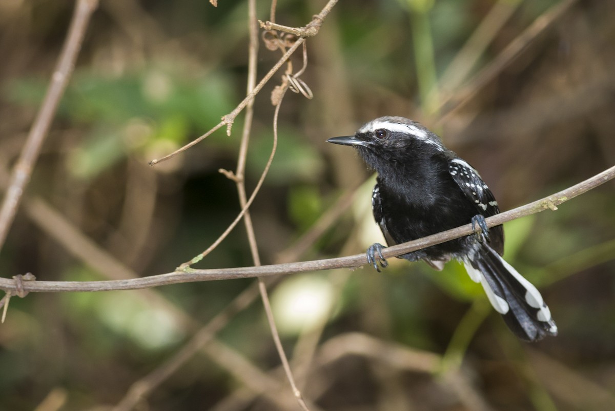 Black-bellied Antwren - ML109496171