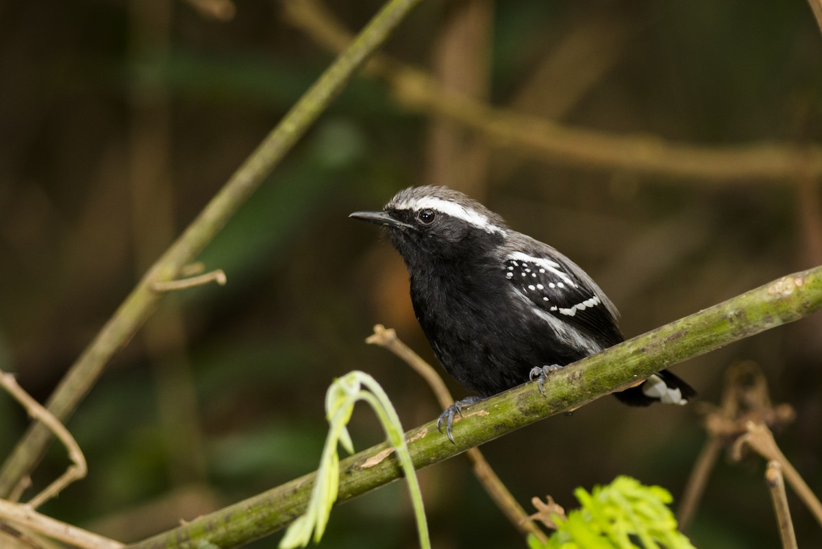 Black-bellied Antwren - Claudia Brasileiro
