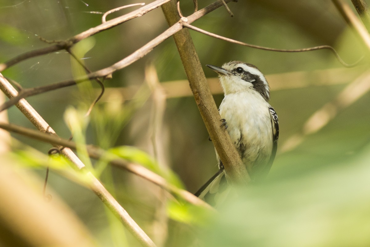 Black-bellied Antwren - ML109496191