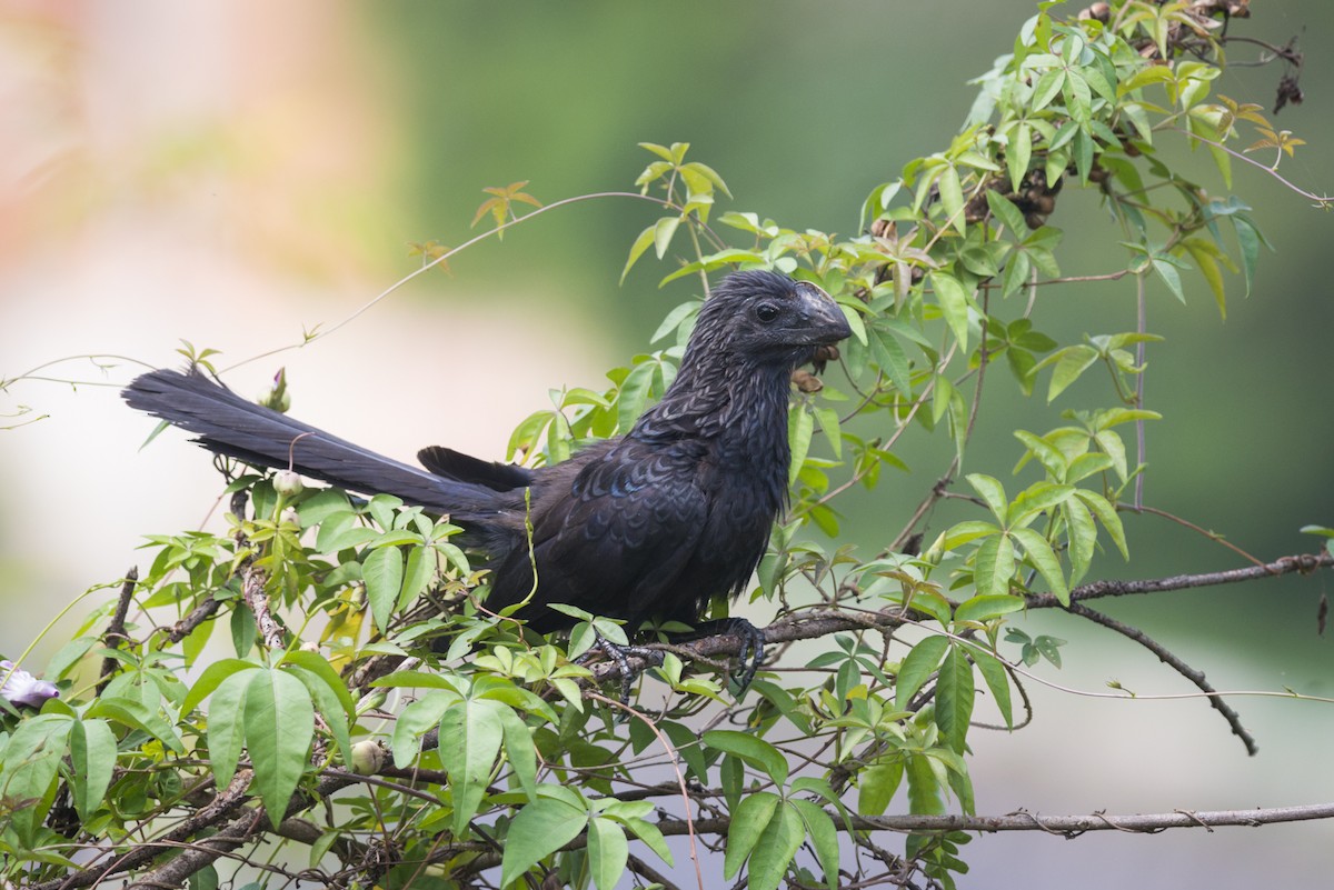 Smooth-billed Ani - ML109496391