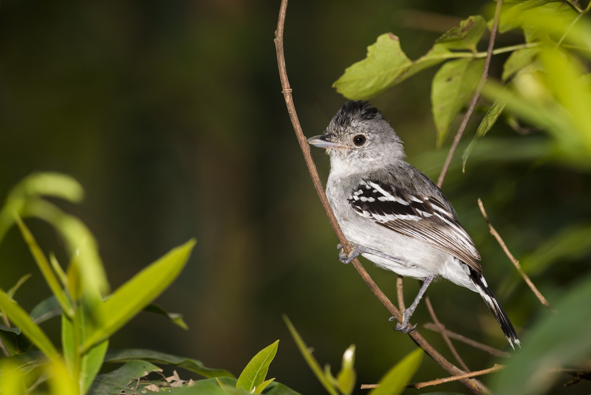 Planalto Slaty-Antshrike - ML109496921