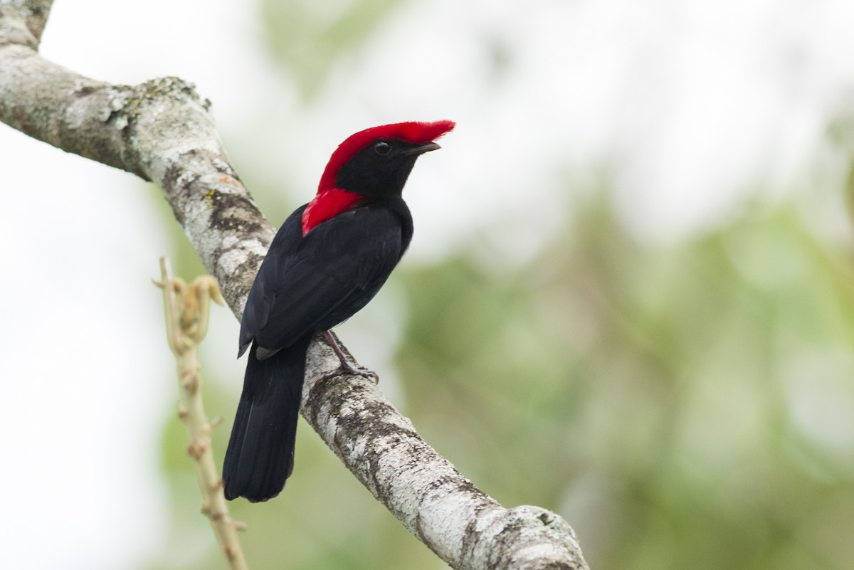 Helmeted Manakin - ML109497101