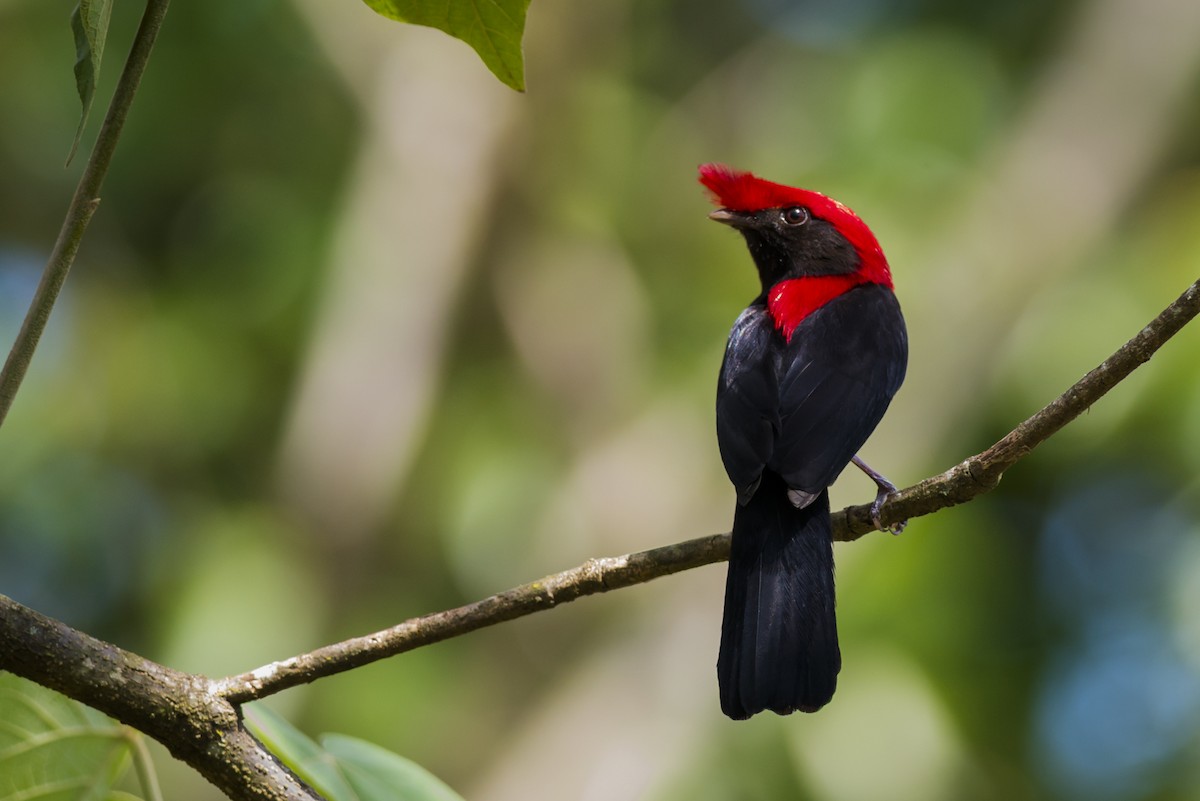 Helmeted Manakin - ML109497121