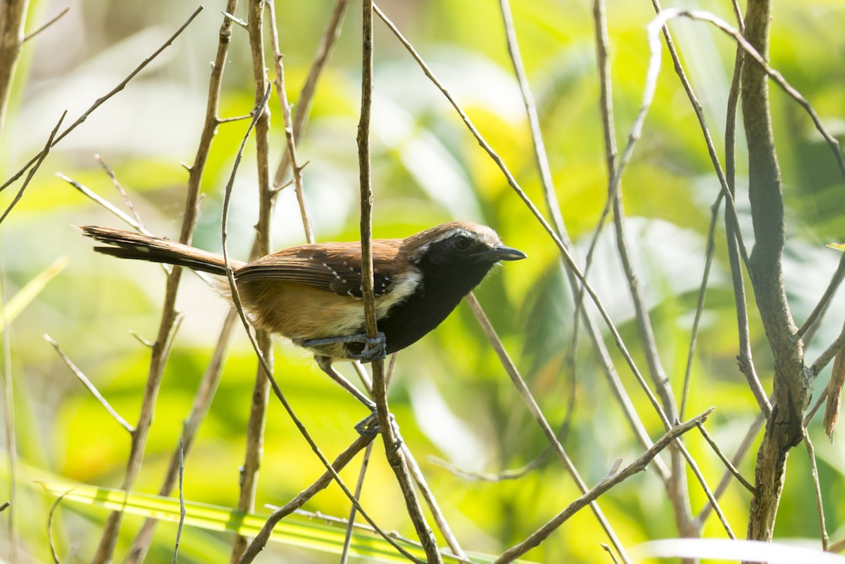 Rusty-backed Antwren - ML109497201