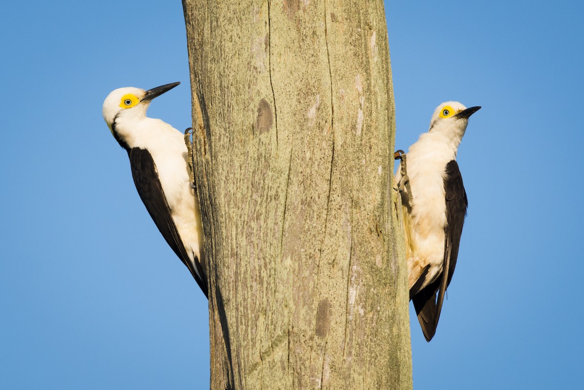 White Woodpecker - ML109497541