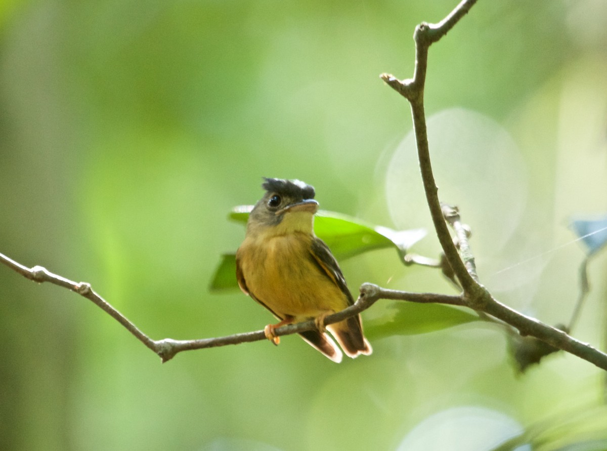 White-crested Spadebill - Will Sweet