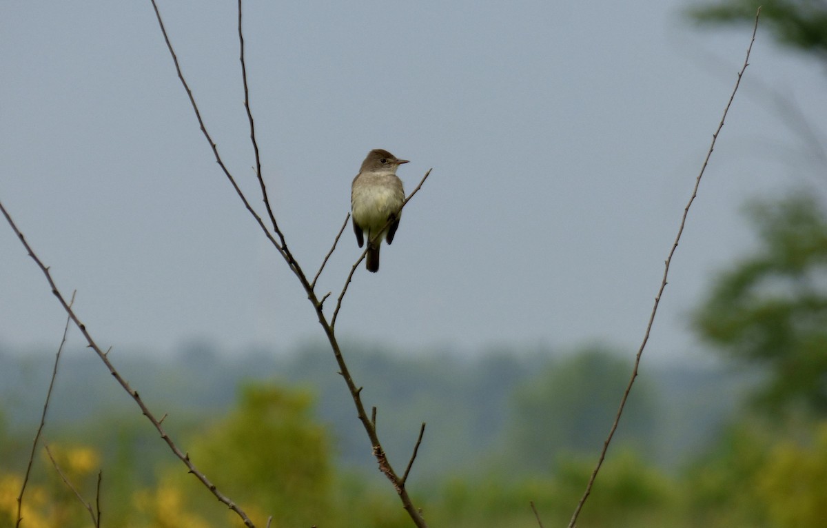 Willow Flycatcher - ML109500541