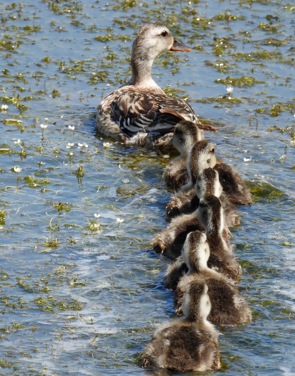 Gadwall - Richard Klauke