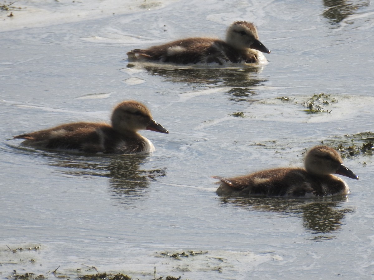 Gadwall - ML109502801