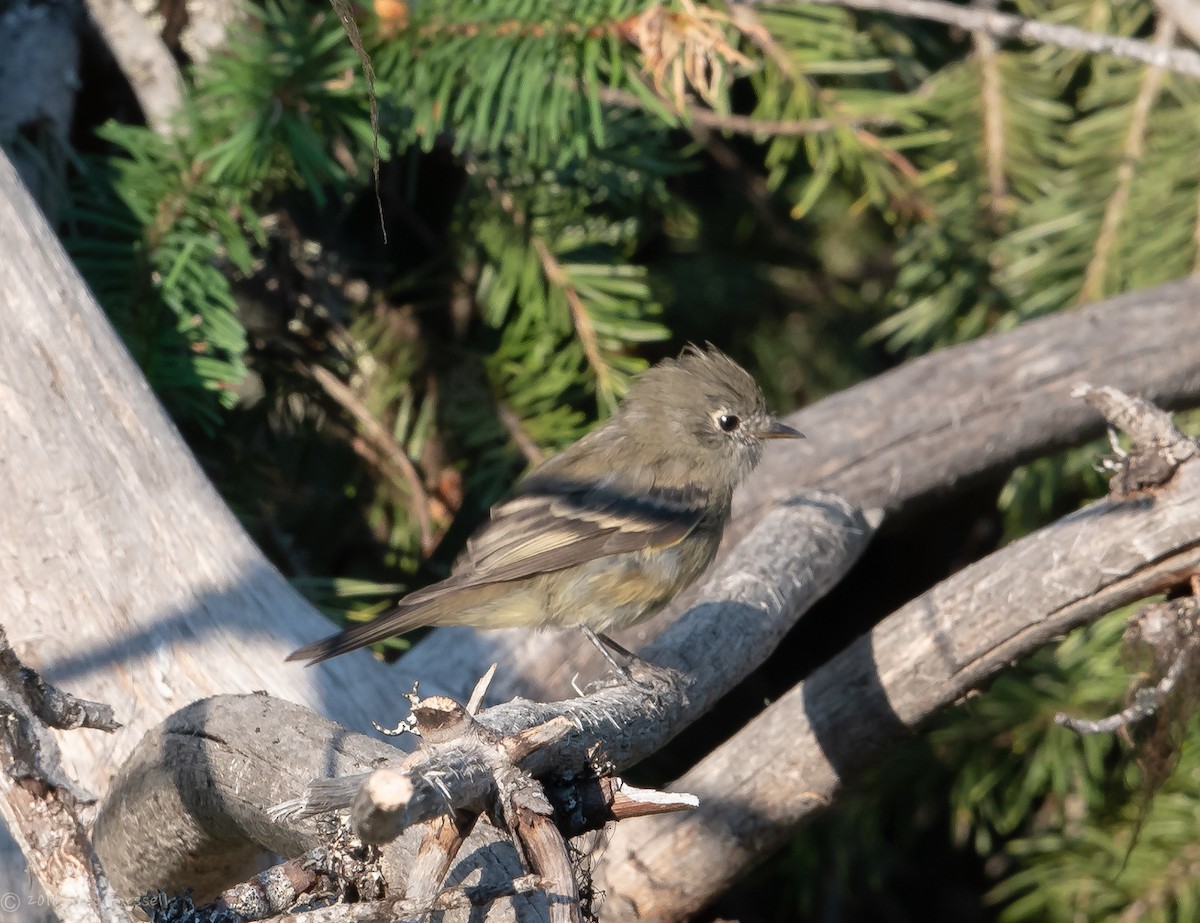 Hammond's Flycatcher - ML109503301