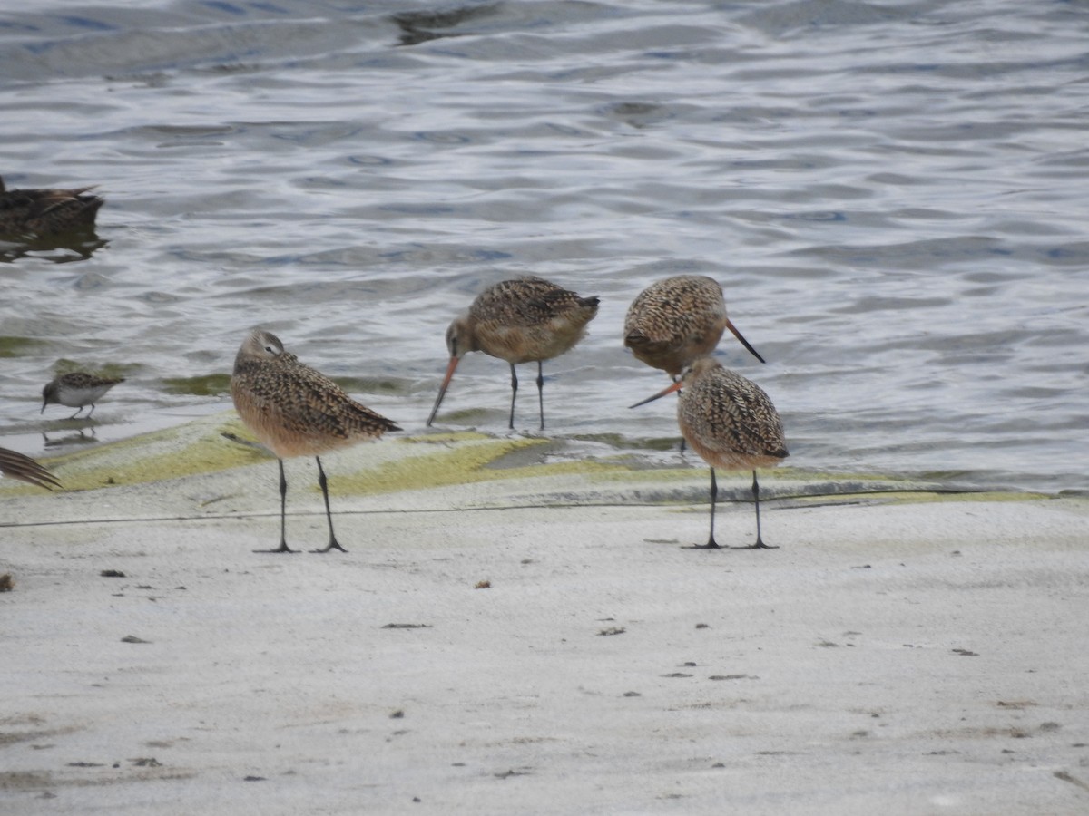 Marbled Godwit - Bill Blauvelt