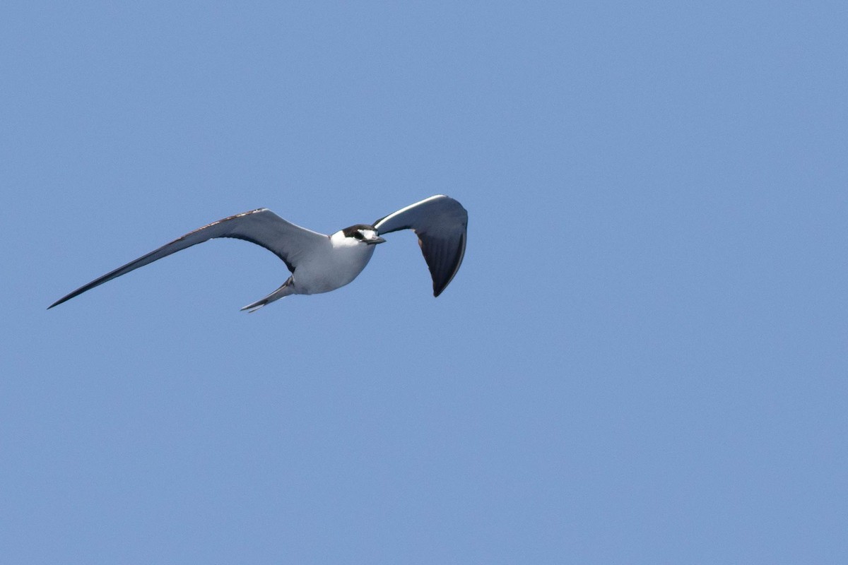 Sooty Tern - ML109507071