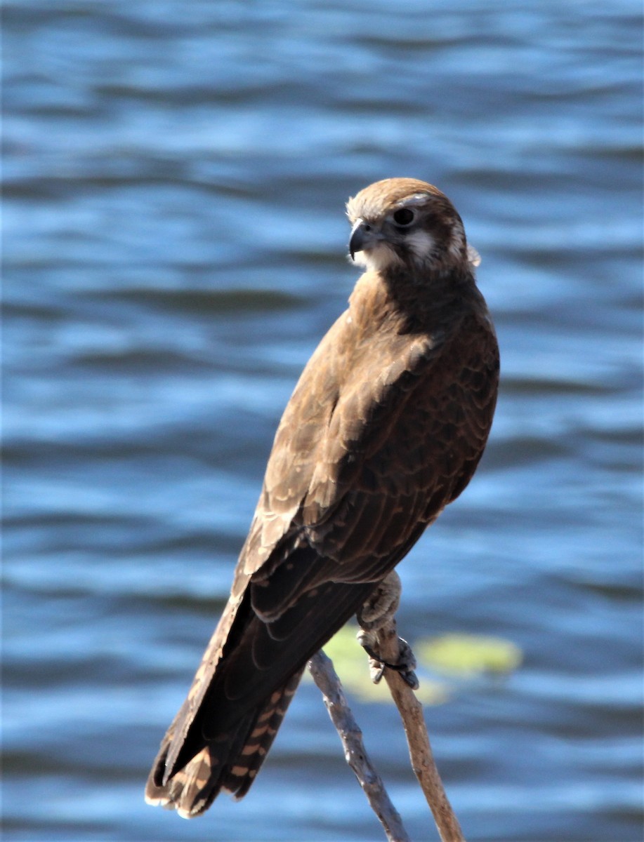 Brown Falcon - Mary Clarke