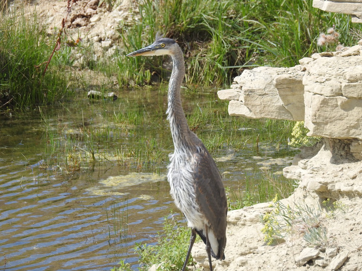 Great Blue Heron - ML109509351