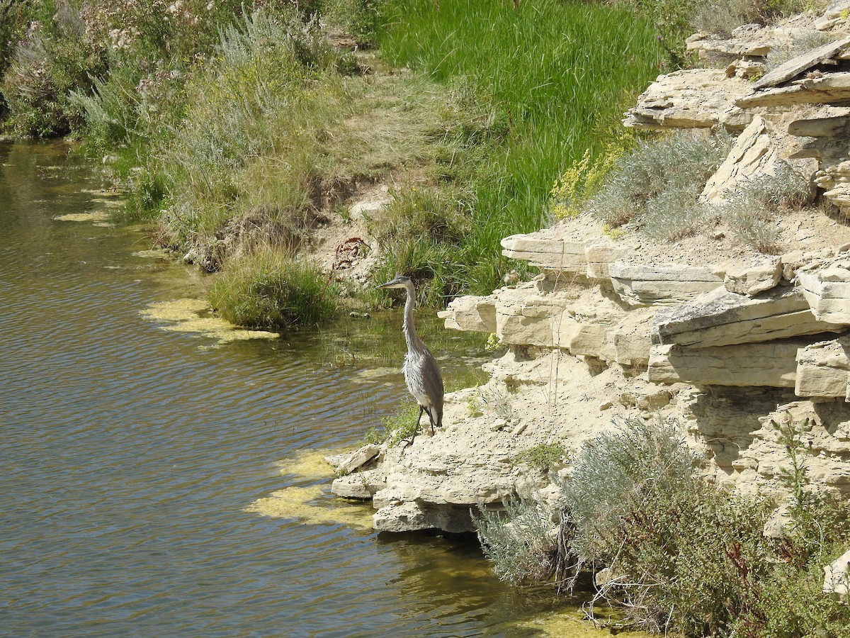 Great Blue Heron - ML109509361