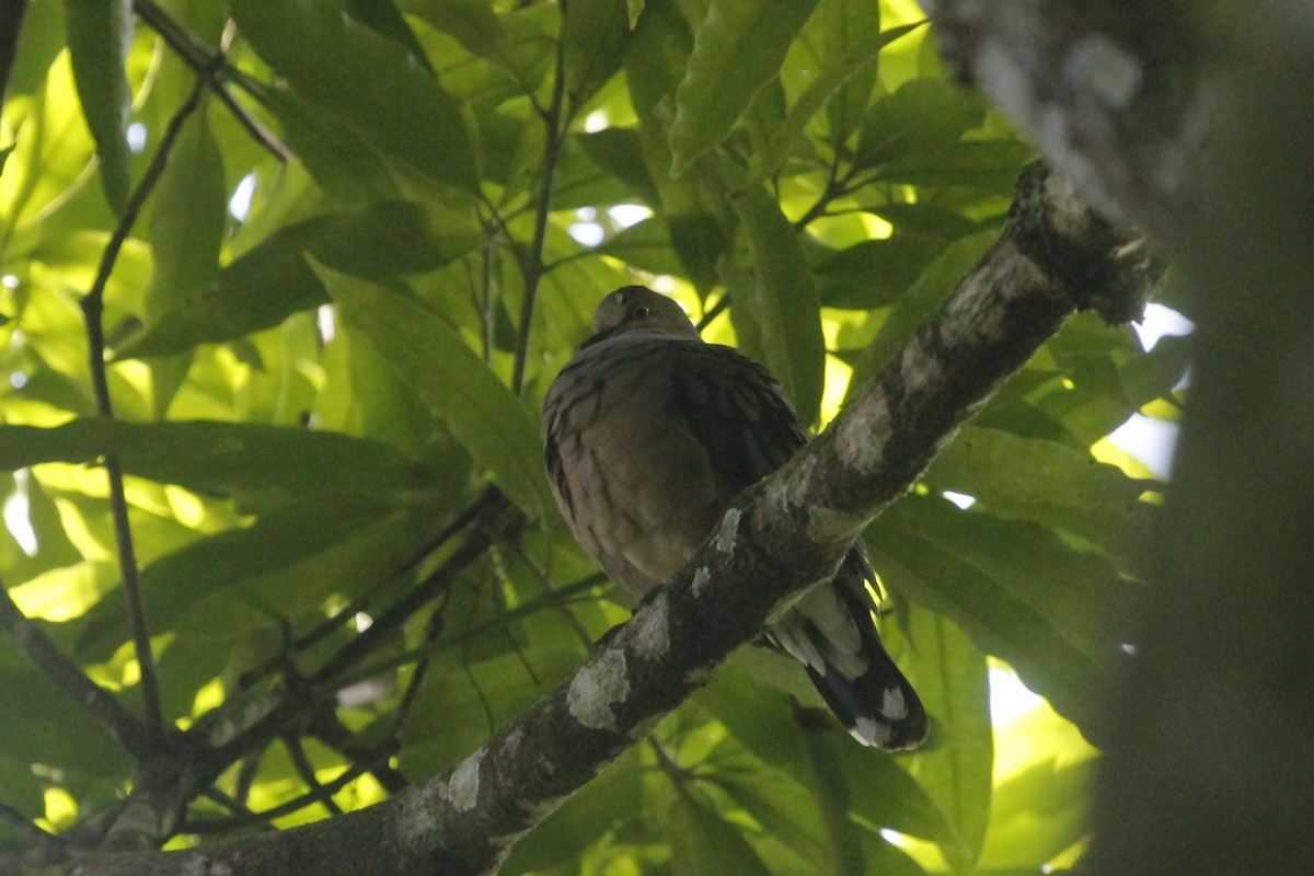 Gray-chested Dove - ML109510301