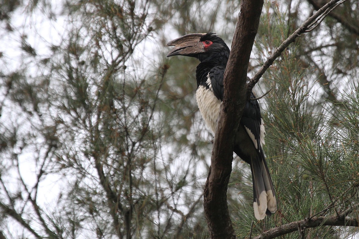 Trumpeter Hornbill - Stephen Gast