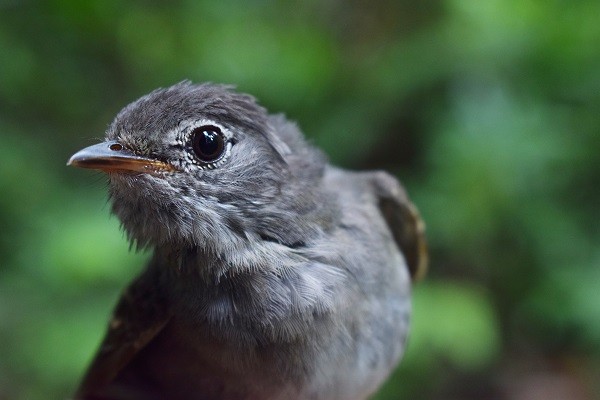 Slaty Elaenia - INKATERRA Team